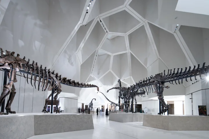 Dinosaur skeletons beneath the angular white ceiling of Natural History Museum Abu Dhabi